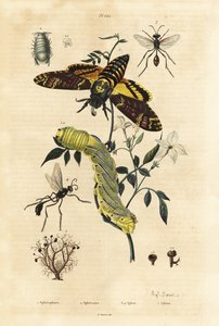 Porosty kuliste, Sphaerophorus globulus 1, Dynamene crustacean 2, osy kopytkowe, gatunki Sphex 3, 4, i czerodziobak afrykański, Acherontia atropos i caterplillar 5 autorstwa Unbekannt