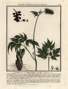 Baneberry, Actaea spicata. autorstwa Unbekannter Künstler