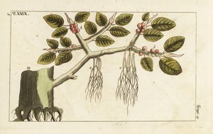 Banyan drzewo figowe z korzeniami powietrznymi, Ficus benghalensis. autorstwa Unbekannter Künstler
