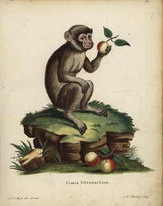 Małpa lub makak berberyjski, Macaca sylvanus. Zagrożone. Simia silvanus Linn. Ręcznie kolorowany miedzioryt autorstwa C.D. Henninga na podstawie ilustracji narysowanej z natury przez C.J.G. Reussa z "Animal Illustrations after Nature" Johanna Christiana Da autorstwa Unbekannter Künstler