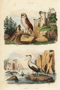Płomykówka, Tyto alba, kaczka edredonowa, Somateria mollissima autorstwa Unbekannt