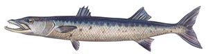 Barakuda - Wielka barakuda (Sphyraena barracuda) autorstwa Unbekannter Künstler