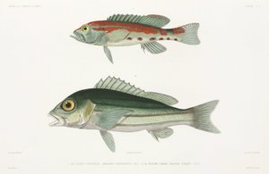 Barred serrano labraks i niebiesko-złoty lucjan autorstwa Unbekannter Künstler