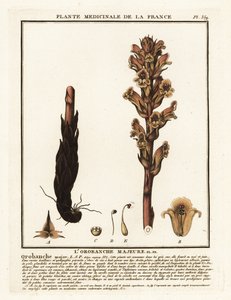 Miotła słomiana; Orobanche caryophyllacea. autorstwa Unbekannter Künstler