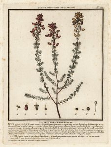 Wrzos dzwonkowy, Erica cinerea. autorstwa Unbekannter Künstler