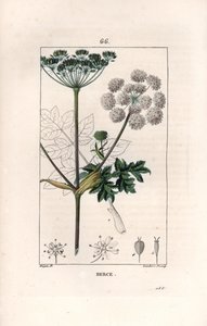 Berce ou charavie - Engraving by Lambert fils, after the drawing by Pierre Jean Francois Turpin (1775-1840), from La flore medicale, de Chaumeton, Poiret et Chamberet, Paris 1830 - Common hogweed or cow parsnip, Heracleum sphondylium - Engraving by Lambert autorstwa Unbekannter Künstler