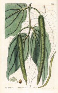 Betel - Pieprz betelowy, Piper betle. Ręcznie kolorowany miedzioryt wykonany przez Swana na podstawie ilustracji ks. L. Gouldinga z "Botanical Magazine" Samuela Curtisa w Londynie. autorstwa Unbekannter Künstler