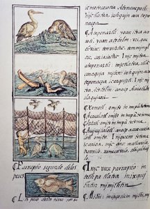 Polowanie na ptaki na jeziorze, strona z Kodeksu florenckiego, wersja dwujęzyczna po hiszpańsku i nahuatl, Ogólna historia rzeczy w Nowej Hiszpanii, autorstwa hiszpańskiego misjonarza Fray Bernardino de Sahagun (1499-1590). Cywilizacja Azteków autorstwa Benjamin Baud