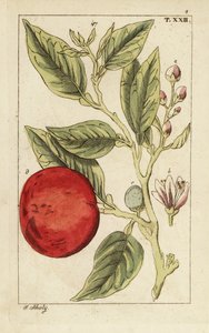Gorzka pomarańcza lub pomarańcza sewilska, Citrus x aurantium. autorstwa Unbekannter Künstler