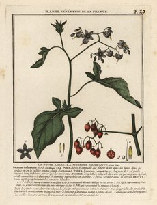 Słodko-gorzka wilcza jagoda, Solanum dulcamara. autorstwa Unbekannter Künstler