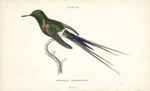Kolczatka czarnobrzucha, Discosura langsdorffi (Langsdorff
