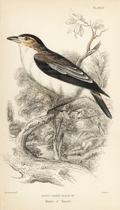 Tityra czarnoczelna, Tityra inquisitor (Rufos-eared black-cap, Psaris erythrogenys). Ręcznie kolorowany staloryt autorstwa Williama Lizarsa na podstawie ilustracji Williama Swainsona z Naturalist