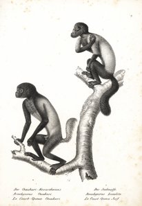 Uakari czarnogłowe, Cacajao melanocephalus ouakary (Brachyurus ouakari) i saki brodate brązowogrzbiete, Chiropotes israelita (Brachyurus israelita). Litografia autorstwa Karla Josepha Brodtmanna z Ilustrowanej historii naturalnej zwierząt Heinricha Rudolfa autorstwa Unbekannter Künstler