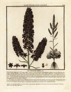 Czarny fałszywy ciemiernik, Veratrum nigrum. autorstwa Unbekannter Künstler