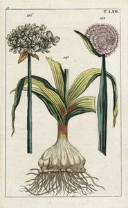 Czarny czosnek, Allium nigrum 186, i cebula, Allium cepa, cebula 187 i kwiat 188. Ręcznie kolorowany miedzioryt przedstawiający ilustrację botaniczną z "Unterhaltungen aus der Naturgeschichte" (Encyklopedii historii naturalnej) G. T. Wilhelma. autorstwa Unbekannter Künstler