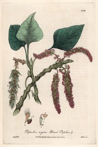 Topola czarna lub szczera, liard lub piboule (Populus nigra) - plansza botaniczna autorstwa Isaaca Russella, rytowana przez Charlesa Matthewsa, zaczerpnięta z "English Botanical Phenomenes" Williama Baxtera (1788-1871). autorstwa Unbekannter Künstler