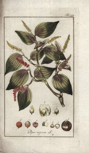 Naczynie z czarnym pieprzem (Piper nigrum). Litografia z "Afbeelding der Artseny-Gewassen" Johannesa Zorna (1739-1799), Holandia autorstwa Unbekannter Künstler