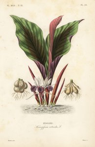 Blackhorm, Kaempferia rotunda, Zedoaire autorstwa Unbekannt