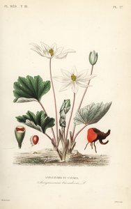Bloodroot, Sanguinaria canadensis, Krwiożercza Kanada autorstwa Unbekannt