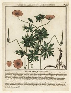 Krwawy dziób żurawia, Geranium sanguineum. autorstwa Unbekannter Künstler
