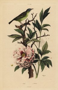 Fantail niebieskogłowy, Rhipidura cyaniceps 1 i piwonia, Paeonia suffruticosa 2 autorstwa Unbekannt