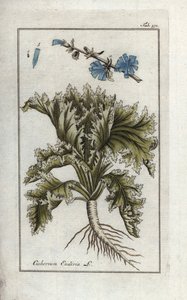 Botaniczne: Endywia, Cichorium endivia. Ręcznie kolorowana miedziorytnicza rycina botaniczna z "Afbeelding der Artseny-Gewassen" Johannesa Zorna, Jan Christiaan Sepp, Amsterdam. autorstwa Unbekannter Künstler