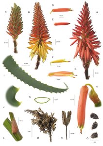 Tablica botaniczna/Aloe arborescens/Aloe arborescent autorstwa Unbekannt
