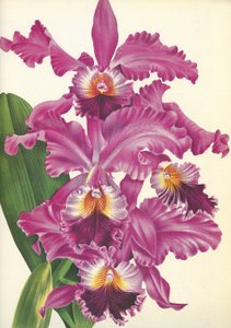 Deska botaniczna/Cattleya labiata var. Perfecta/Lindenia autorstwa Unbekannt