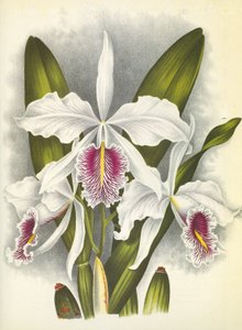 Deska botaniczna/Cattleya maxima var. Virginis/Lindenia autorstwa Unbekannt