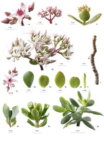 Tablica botaniczna/Crassula ovata autorstwa Unbekannt