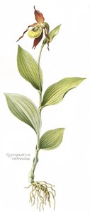 Deska botaniczna/Cypripedium calceolus/ Kopyto Wenus autorstwa Unbekannt