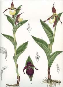 Deska botaniczna/Cypripedium calceolus/ Kopyto Wenus autorstwa Unbekannt