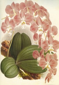 Deska botaniczna/Phalaenopsis sanderiana/Lindenia autorstwa Unbekannt