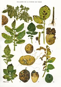 Deska botaniczna/Choroby ziemniaka/Solanum tuberosum autorstwa Unbekannt