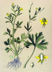 Tablica botaniczna. Żylne (toksyczne): jaskier jaskier scelerate lub liść selera (Ranunculus sceleratus) autorstwa Unbekannter Künstler