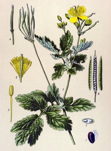 Tablica botaniczna. Roślina żylna (toksyczna) i lecznicza: Chelidoina lub duża chelidoina (Chelidonium majus) autorstwa Unbekannter Künstler