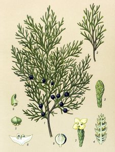 Tablica botaniczna. Roślina żylna (toksyczna) i lecznicza: Jałowiec Sabine (Juniperus sabina) autorstwa Unbekannter Künstler