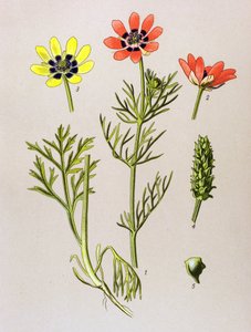 Tablica botaniczna. Roślina żylna (toksyczna) i lecznicza: Adonis letni (Adonis aestivalis) autorstwa Unbekannter Künstler