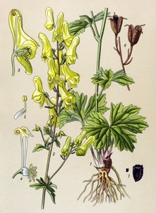 Tablica botaniczna. Roślina żylna (toksyczna) i lecznicza: zabójca wilków lub zabójca wilków (Aconitum lycoctonum) autorstwa Unbekannter Künstler