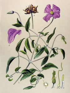 Tablica botaniczna. Roślina żylna (toksyczna): fałszywy clematite lub fałszywa winorośl (Clematis viticella) autorstwa Unbekannter Künstler