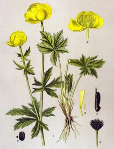 Tablica botaniczna. Roślina żylna (toksyczna): troll europejski (Trollius europaeus) autorstwa Unbekannter Künstler