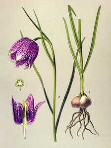 Tablica botaniczna. Roślina żylna (toksyczna): perliczka lub „perliczka” (Fritillaria meleagris) autorstwa Unbekannter Künstler