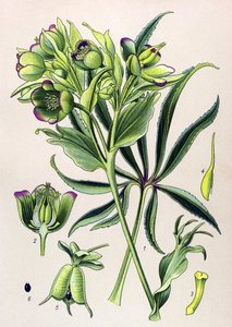 Tablica botaniczna. Roślina jadowita (toksyczna): ciemiernik fetide lub ciemiernik fetide (Helleborus foetidus) autorstwa Unbekannter Künstler
