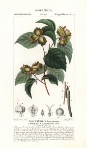 Tablica botaniczna: orzech laskowy i leszczyna - leszczyna amerykańska, Corylus americana, pochodząca z Ameryki Północnej. Ręcznie kolorowany miedzioryt ze "Słownika nauk przyrodniczych" Jussieu z 1837 roku. Wygrawerowany przez Stanghi, narysowany przez Pi autorstwa Unbekannter Künstler
