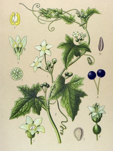Tablica botaniczna, roślina: Bryone (Bryonia alba) autorstwa Unbekannter Künstler