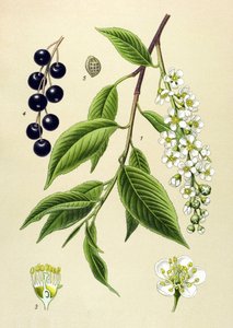Tablica botaniczna, roślina: Wiśnia (Prunus padus) autorstwa Unbekannter Künstler