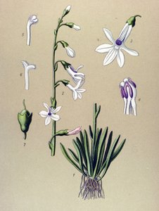 Tablica botaniczna, roślina: Lobelia (Lobelia dortmanna) autorstwa Unbekannter Künstler