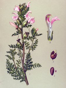 Tablica botaniczna, roślina: Szypułka bagienna (Pedicularis palustris) autorstwa Unbekannter Künstler