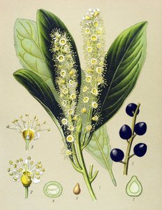 Tablica botaniczna, roślina: wiśnia laurowa (Prunus Laurocerasus) autorstwa Unbekannter Künstler
