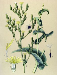 Tablica botaniczna, roślina: sałata żelazista lub sałata dzika (Lactuca virosa) autorstwa Unbekannter Künstler
